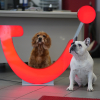 Bürohund Paul